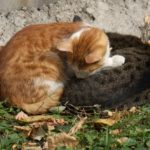 Бездомные кошки 015