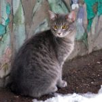 Бездомные кошки 053