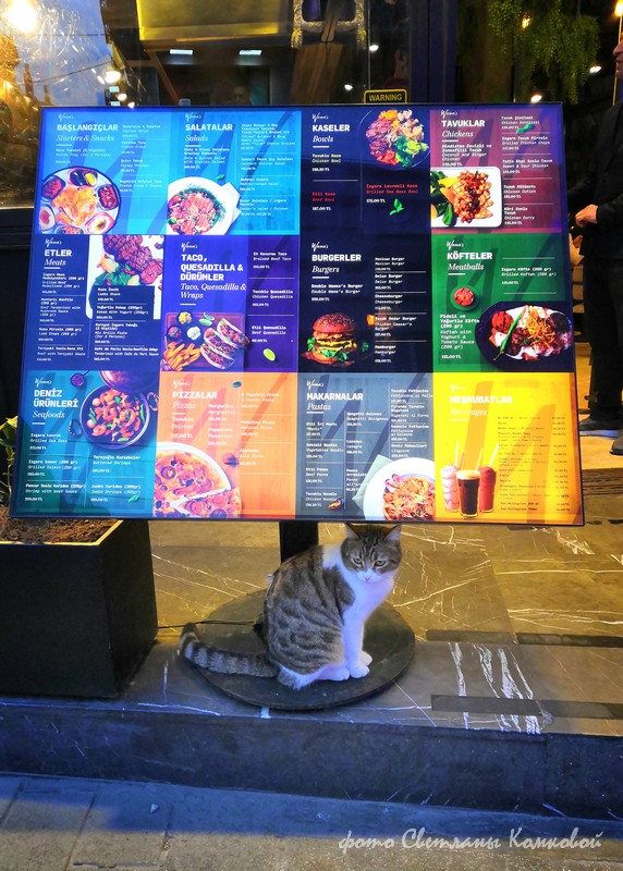 Кошки. Стамбул