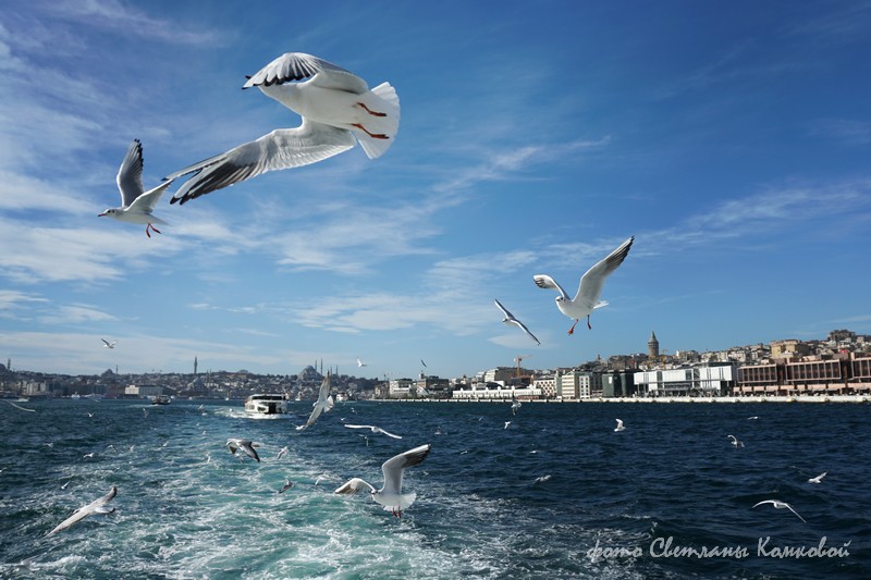 Чайки. Стамбул