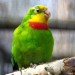 Роскошный (Барабандов) попугай