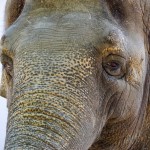 Цейлонский слон